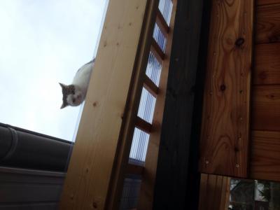 Bild zu Mal was positives - Haustiere