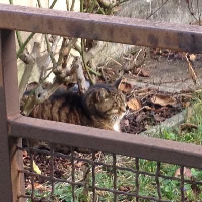 Bild zu Frische Luft... - Haustiere