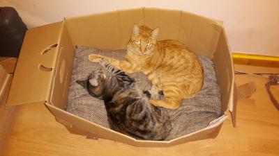 Bild zu Weil ich das weiter unten angesprochen hab - Haustiere