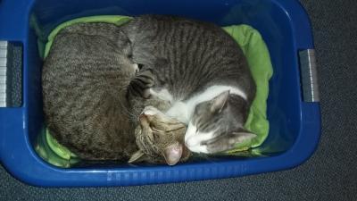 Bild zu Einfach mal zum freuen - Haustiere