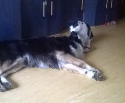 Bild zu Mein Hund ist so dreckig - Haustiere