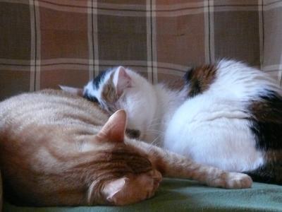 Bild zu Jane-News - Haustiere