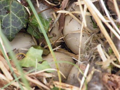 Bild zu Unerwartete neue Haustiere - Haustiere