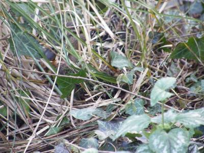 Bild zu Suchbild - Haustiere