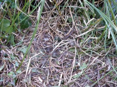 Bild zu Frau Ente brütet noch - Haustiere