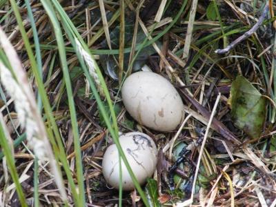 Bild zu Update Farau Ente - Es hat nicht sollen sein ... - Haustiere