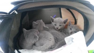 Bild zu Sollte ja ein Bild zeigen - Haustiere