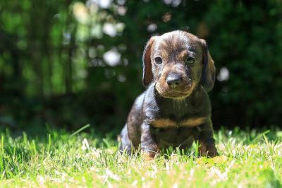 Bild zu Deckelwelpe meets Kaninchen - hab ich was vergessen? - Haustiere