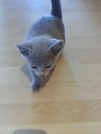 Bild zu Suche ganz dringend ein Name für eine Katze... - Haustiere