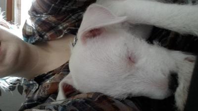 Bild zu Bei uns ist eine kleine Parson Hündin eingezogen. - Haustiere