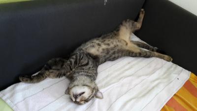 Bild zu Was bringen eure Katzen so als Beute? - Haustiere