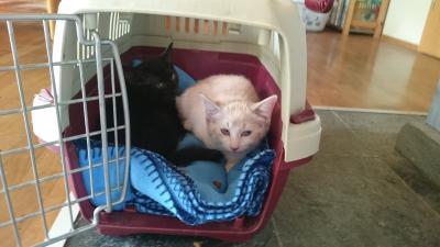 Bild zu Darf ich vorstellen - unsere neuen Mitbewohner :-) - Haustiere