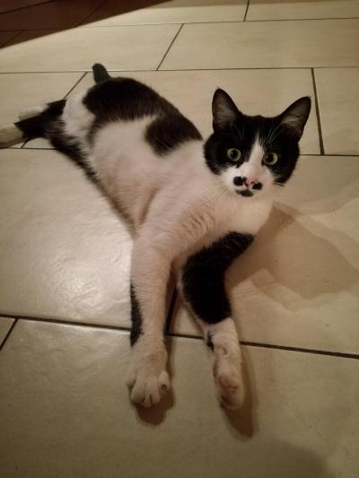 Bild zu Unsere Krümel hat einen Trümmerbruch am Hinterlauf.... - Haustiere