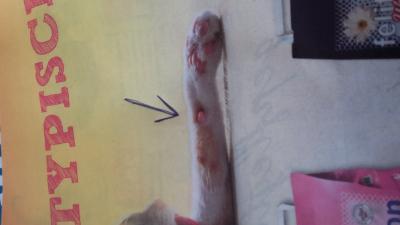 Bild zu Frage zu Katzenpfoten - Haustiere