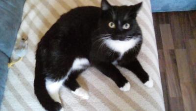 Bild zu meine kuscheltiger - Haustiere