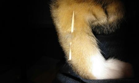 Bild zu Wie könnte ein Zahnstocher so in die Katerpfote gelangt sein? - Haustiere