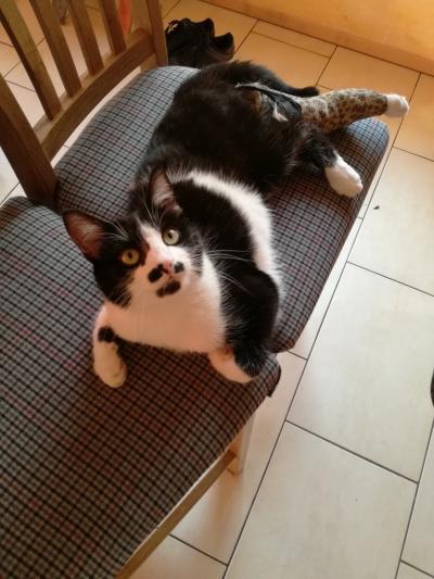 Bild zu Update Katze mit Trümmerbruch Hinterlauf :-) - Haustiere