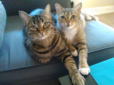 Bild zu wir wünschen einen schönen 2. Advent - Haustiere