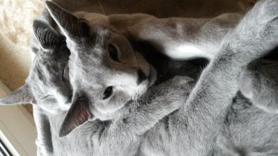 Bild zu Katzen-Silvester Frage.... - Haustiere