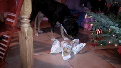 Bild zu Ihr erstes Weihnachtsfest bei uns - Haustiere