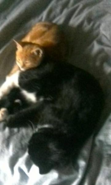 Bild zu meine kuscheltiger < 3 - Haustiere