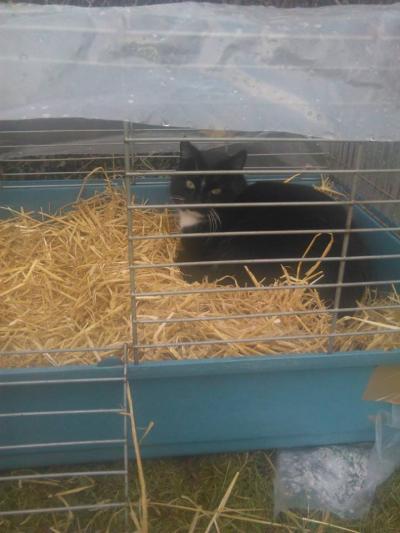 Bild zu katze testet Käfig - Haustiere