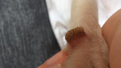 Bild zu Auf den Hund gekommen - Haustiere