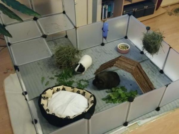 Bild zu Neues Gehege! - Haustiere