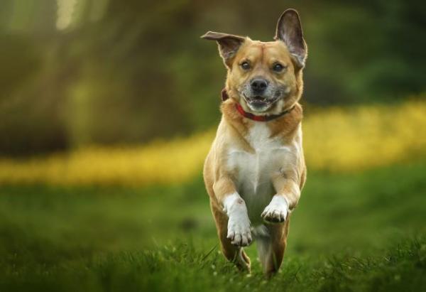 Bild zu Mein Hund ist ein Passgänger, kennt sich jemand damit aus? - Haustiere