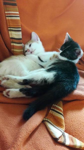 Bild zu Umfrage: Kittenfutter Ja/Nein? - Haustiere