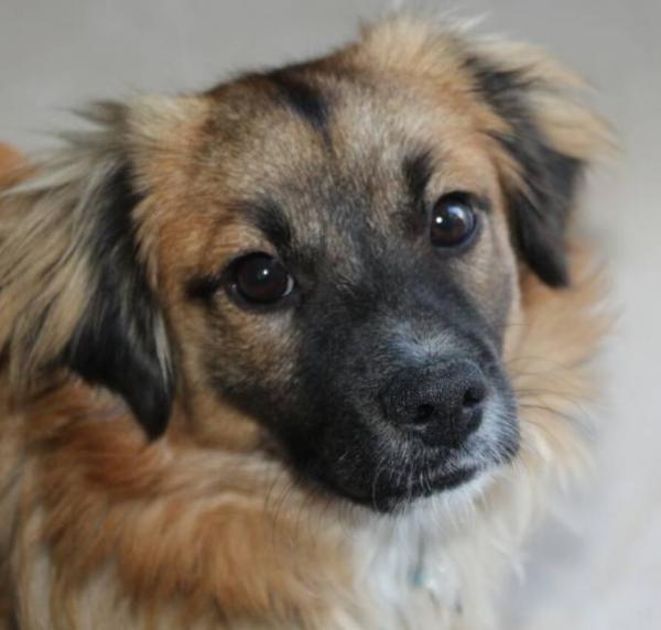 Bild zu Dobby, Joris oder Spencer? - Haustiere