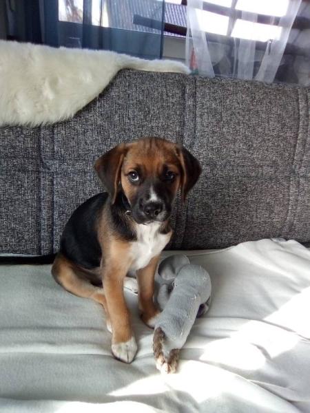 Bild zu Unser neues Familienmitglied - Haustiere