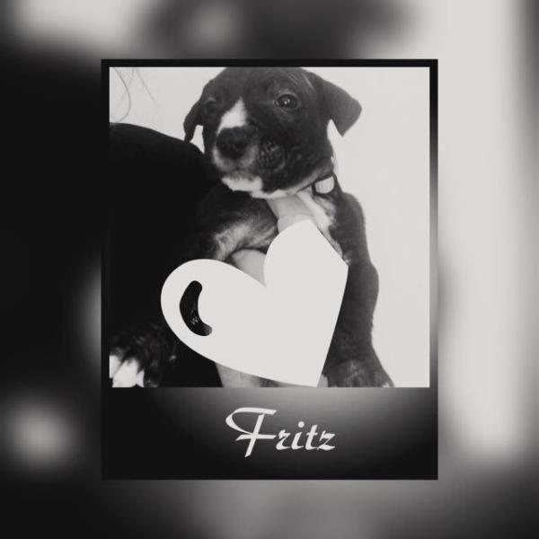 Bild zu Rasse? - Haustiere