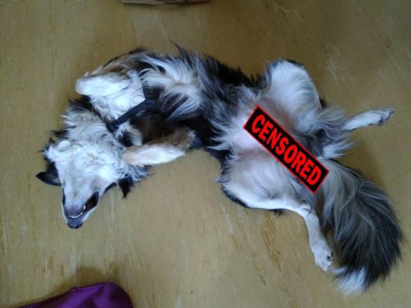 Bild zu Merkwürdige Schlafposition - Haustiere