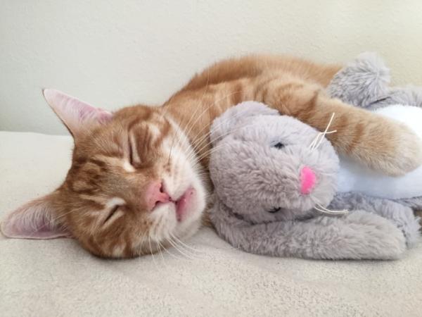 Bild zu Wohnungskatzen raus lassen? - Haustiere