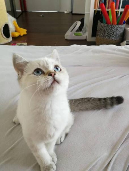 Bild zu Manche werden es vielleicht nicht verstehen, aber ... - Haustiere