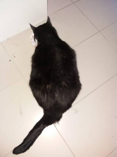 Bild zu Ich hatte noch ein Foto versprochen von ... - Haustiere