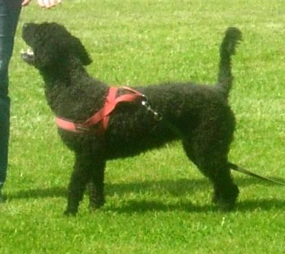 Bild zu Unser Hund muss in der Klinik bleiben - Haustiere