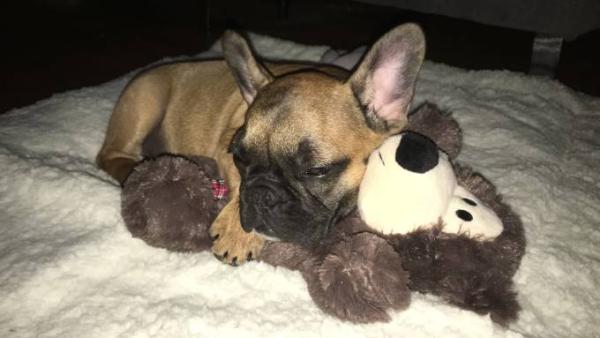 Bild zu doof gefragt - können Hunde auch ADHS haben ? - Haustiere