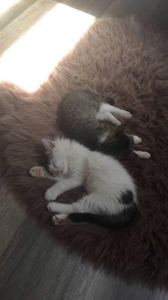 Bild zu Neue Katze (Wohnungshaltung oder Freigang) - Haustiere