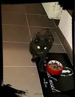 Bild zu Meine Katze ist letzte Nacht verstorben - Haustiere