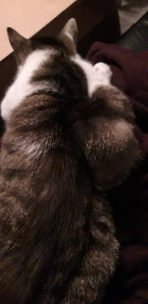 Bild zu Bald ist es zu Ende Katze - Haustiere