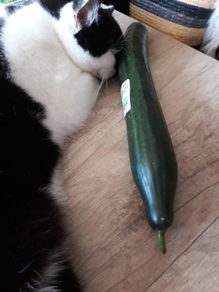 Bild zu Silpo - Haustiere