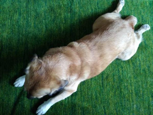 Bild zu Hunde, die so liegen kriegen später schwer Arthrose - Haustiere