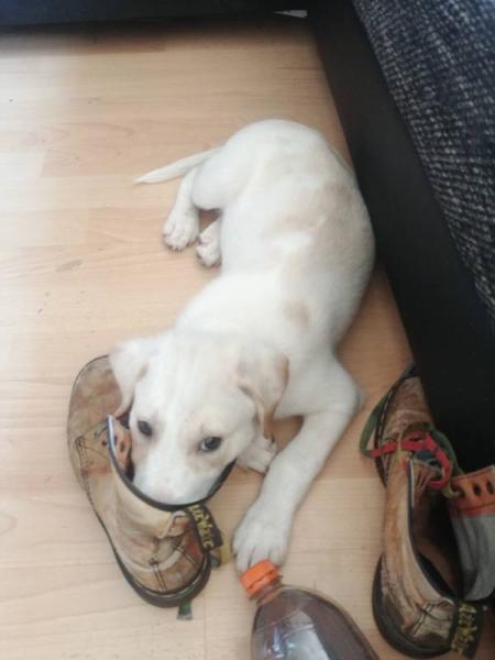 Bild zu Darf ich vorstellen - Haustiere