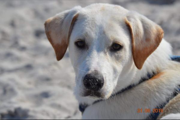 Bild zu @Bookworm - Haustiere