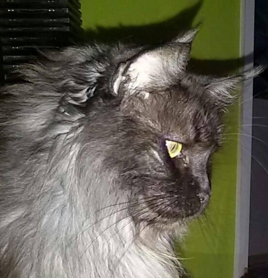 Bild zu Beckenbruch Katze - Haustiere