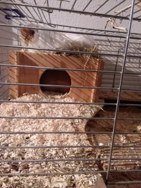 Bild zu Lieblingsplätze - Haustiere