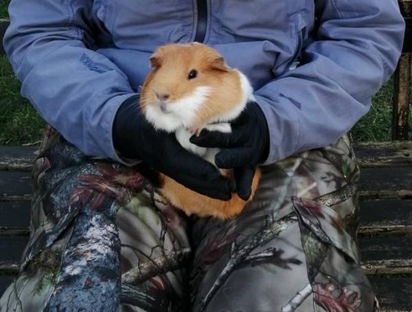 Bild zu Neues Meerschweinchen ❤️ - Haustiere