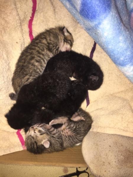 Bild zu Neues Bild - Haustiere